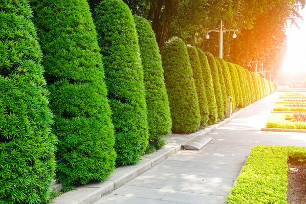 Stworzenie naturalnej osłony przed wiatrem: rośliny i techniki aranżacji przestrzeni